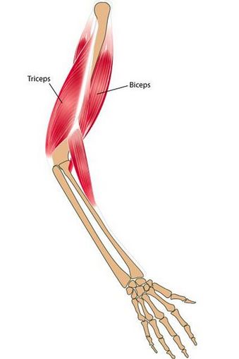muscles of arm. Muscles Arm - QwickStep